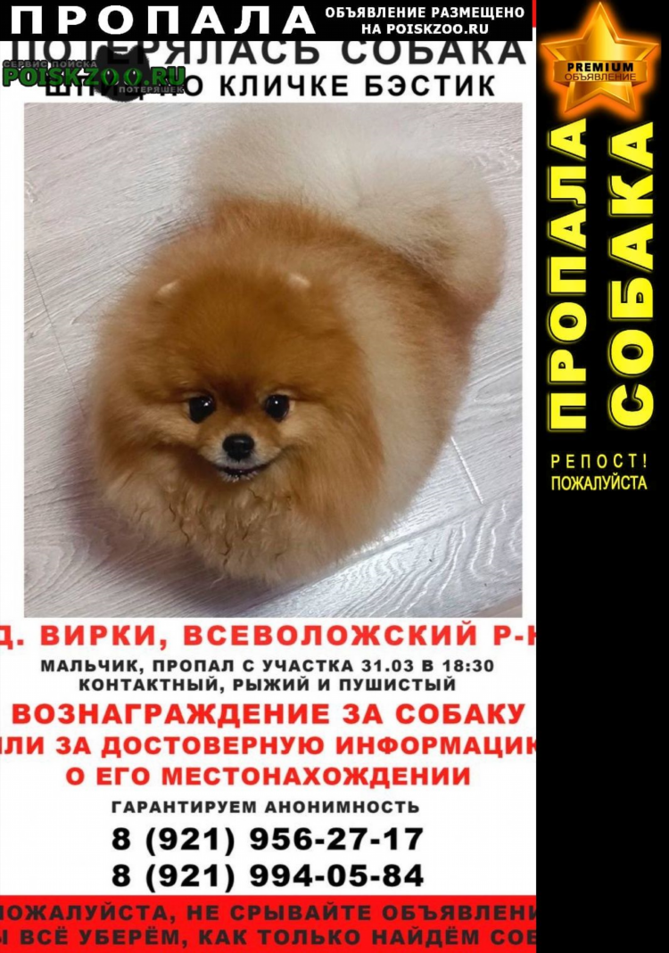 Доска объявлений он ищет его санкт петербург
