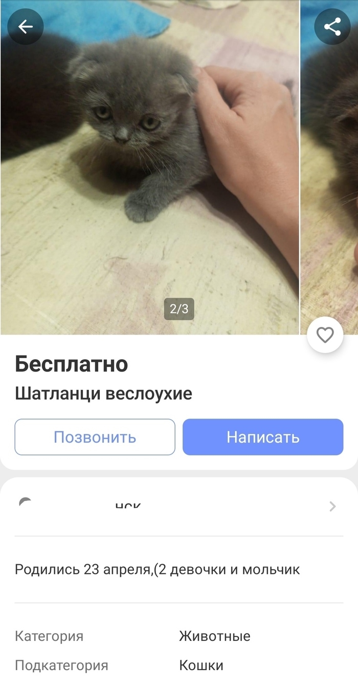 Доска объявлений скачать бесплатно
