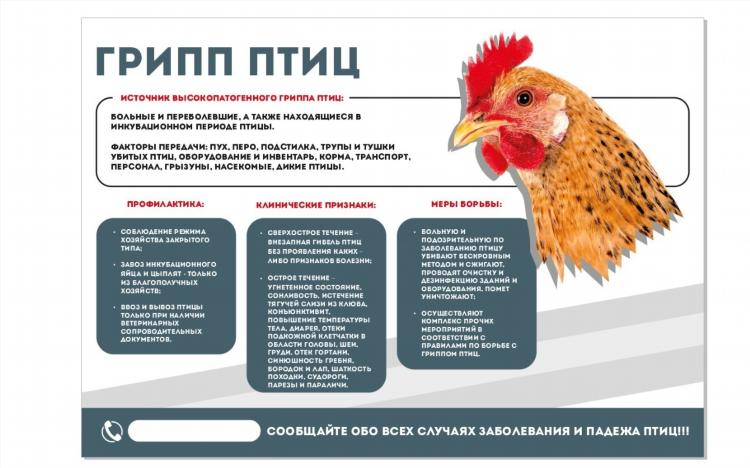 Доска объявления продажа кур несушек