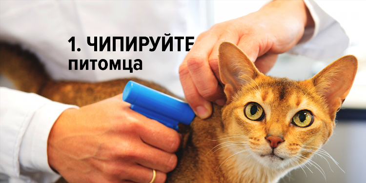 Как сделать объявление о пропаже кота с фото
