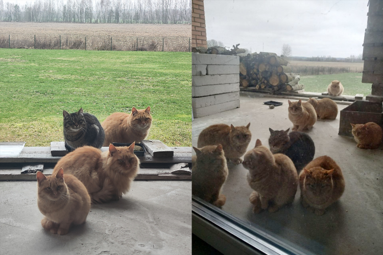 Котята лысьва свежие объявления авито