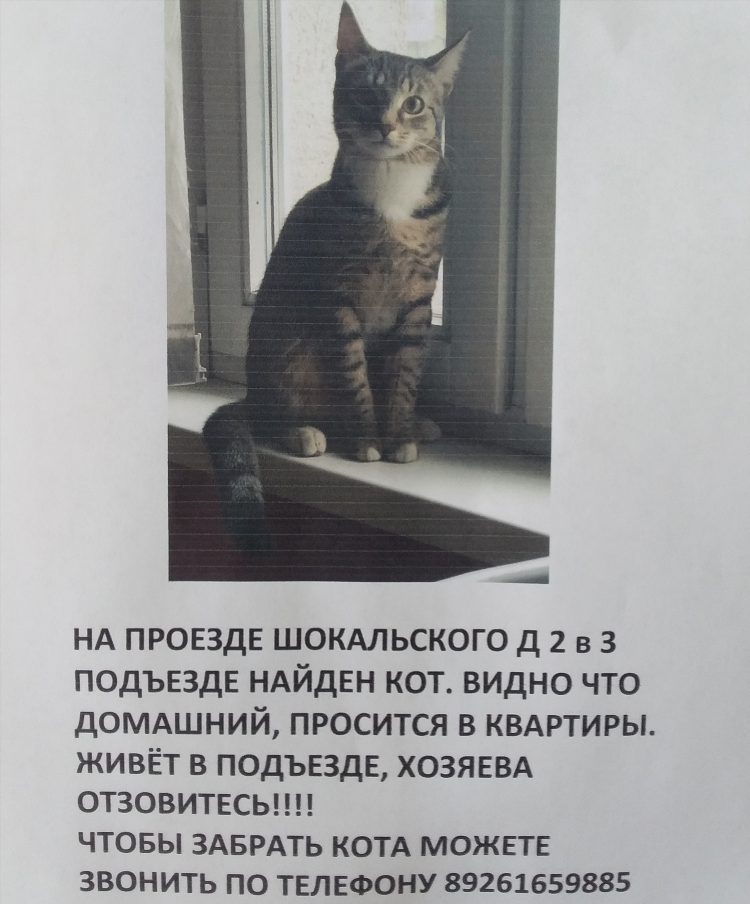 Объявление кота