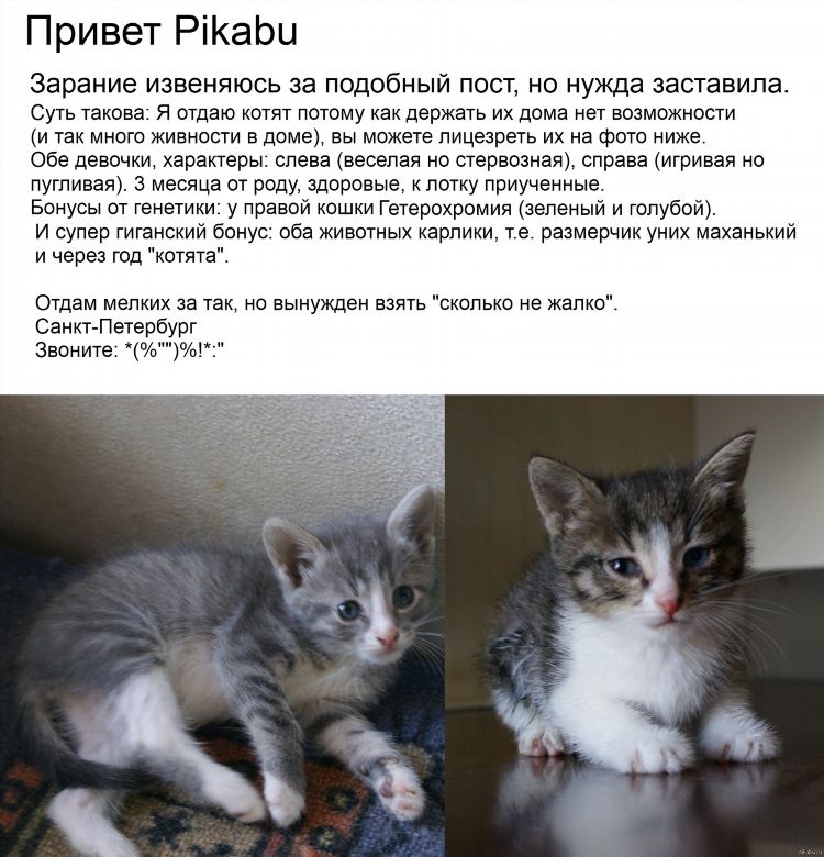 Объявление отдам котенка в добрые руки пример