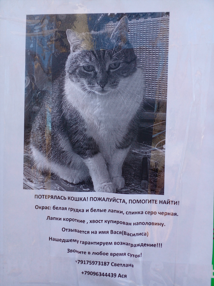 Объявление пропала собака 3 класс
