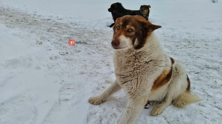 Орск животные ру объявления