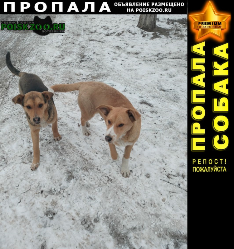 Потерялась собака воронеж объявления