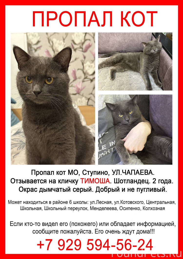 Пропал объявление