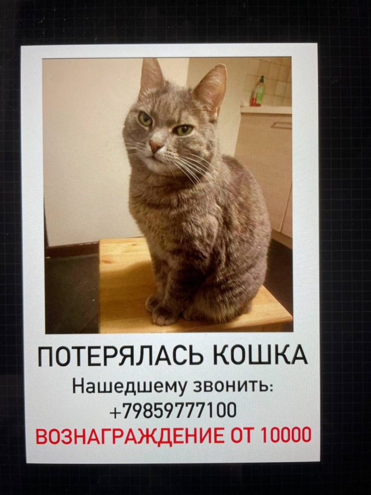 Пропала кошка объявления москва